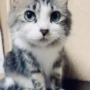 きなこ