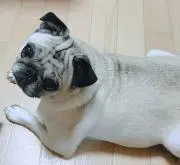 ポコまるの画像