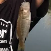 pupupu