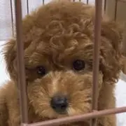 BEBIの画像