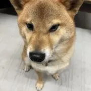 セイジ