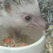 今峰ライト ワット数調整可能 最小50w～最大94w程度 HID ライト