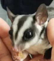 クオーナの画像