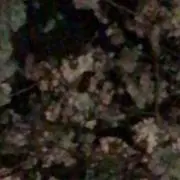 あいうの画像