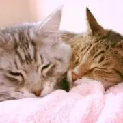 もちこ