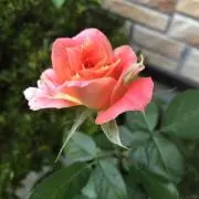 sakuraso