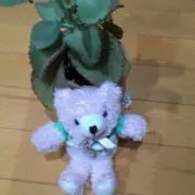 ひまわり