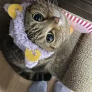 お寿司好き⭐︎即購入ok!の画像