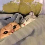 たつやの画像