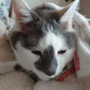 ゆっこの画像