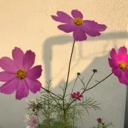 みう