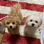 ともちゃん
