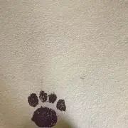 yuzu /の画像