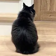 こちゃぼ︎ちゃぼ❁⃘*.゜の画像