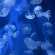 るぅの画像