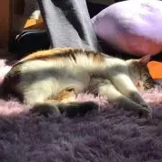 はくほー
