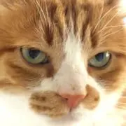 ebisuの画像