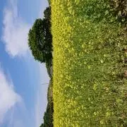 arinkoの画像