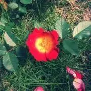 Mさつきふみの画像