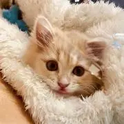 まふぃんの画像