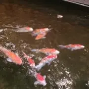 CCの画像
