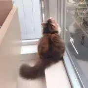 Mimi