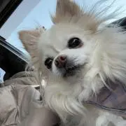 あんこぴの画像