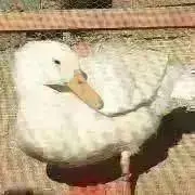 てんの画像