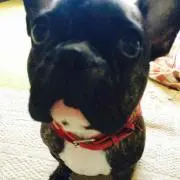 もくどなるど
