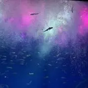 茉莉花の画像