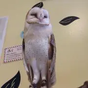 ナナミの画像
