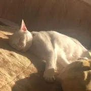 あいうえおの画像