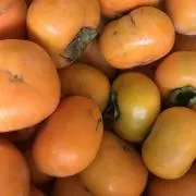 和歌山FARM★柿の出品はじまりましたの画像
