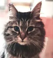 iwaの画像