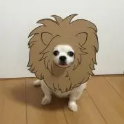 ゆうちゃんの画像