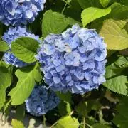 とりの画像