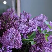 sakuの画像