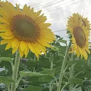 向日葵♡の画像
