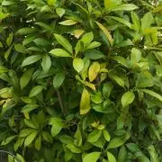 GreenS　※プロフィール確認下さいの画像