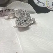 あすかの画像