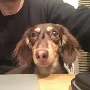 あんなの画像