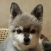 piko