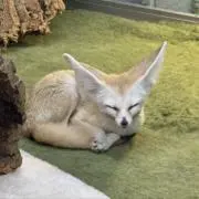 ヨンの画像
