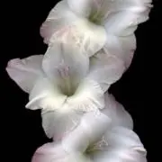 810の画像