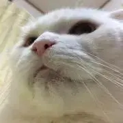sachi