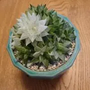 ちびの画像