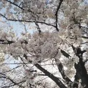 naoの画像
