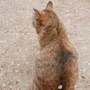 ちっぴ