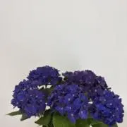 テディベアの画像