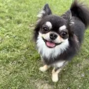 やしまみの画像